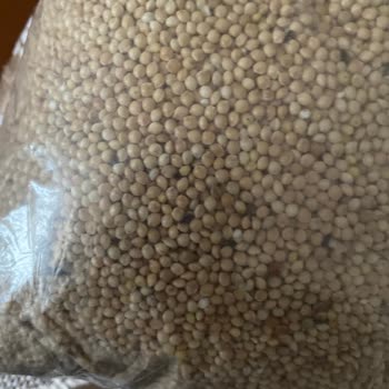 Gr Pet Ürünleri Güveli, Böcekli