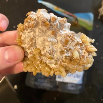 Duru Bulgur Küf Duru Haşlanmış Buğday