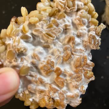 Duru Bulgur Küf Duru Haşlanmış Buğday