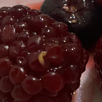 Superfresh Orman Meyveleri Kurt Sorunu