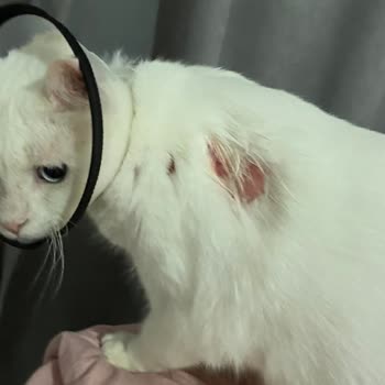 Pet İstanbul Veteriner Kliniği Pet İstanbul Avrupa Konutları Son Kullanma Tarihi Dolmuş İlaç