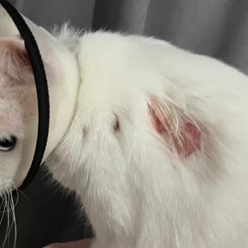 Pet İstanbul Veteriner Kliniği Pet İstanbul Avrupa Konutları Son Kullanma Tarihi Dolmuş İlaç