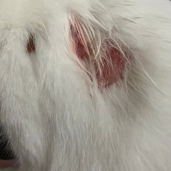 Pet İstanbul Veteriner Kliniği Pet İstanbul Avrupa Konutları Son Kullanma Tarihi Dolmuş İlaç