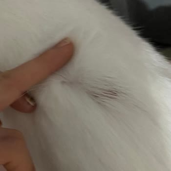 Pet İstanbul Veteriner Kliniği Pet İstanbul Avrupa Konutları Son Kullanma Tarihi Dolmuş İlaç