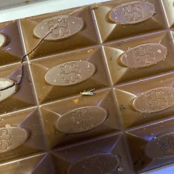 Carrefour SA'dan Aldığım Çikolatanın İçi Kurt Kaynıyor..