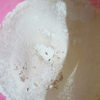 Carrefour SA Dan Aldığım Un Kurtlanmış Çıktı.