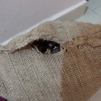 Kaktussukulent.com Sorumsuz Satıcı, Bozuk Ürün