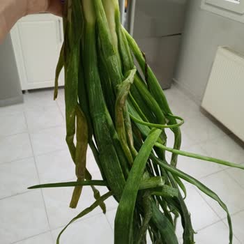 Carrefour SA Çöpe Gidecek Sebzeleri Müşteriye Gönderiyor