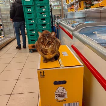 Şok Marketler 8 Yıldır Orada Yaşayan Kediyi Yeni Gelen Müdür Bilinmeze Atmış