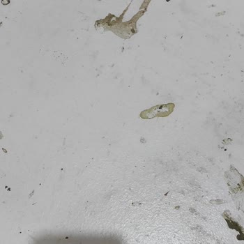 Vivense'nin Gönderdiği Ayakkabılıkta Kuşların Pislediği Parça Olması
