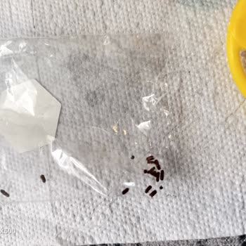 Toybox Oyuncaklı Lolipop'ta Böcek Şoku!