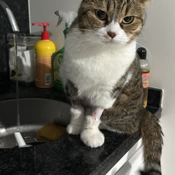 Akademi Hayvan Hastanesi (Samsun) Yapılan İşlemlerde Mağduriyet