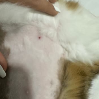 Akademi Hayvan Hastanesi (Samsun) Yapılan İşlemlerde Mağduriyet