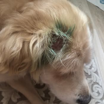 Temiz Mama Kötü Köpek Maması