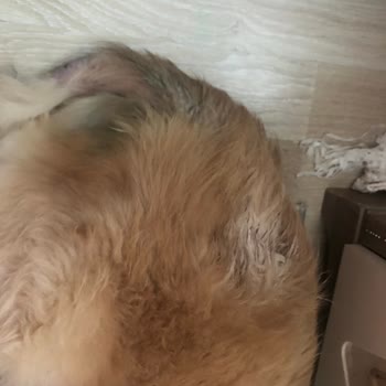 Temiz Mama Kötü Köpek Maması