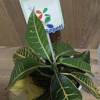 Çiçek Sepeti Ürün İade Almaması