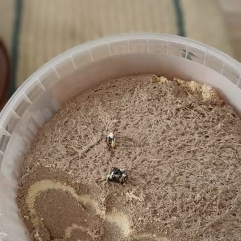 Öz Çakıroğlu Malatya Çakıroğlu Helvası Taş Çıktı