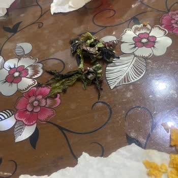 Komagene Bozulmuş Marullu Çiğköfte