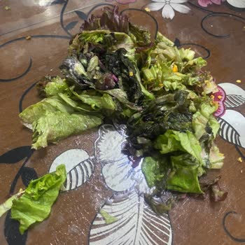 Komagene Bozulmuş Marullu Çiğköfte