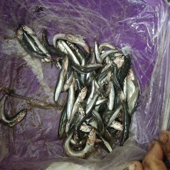 Gimsa Yenmeyecek Şekilde Ezilmiş Hamsi