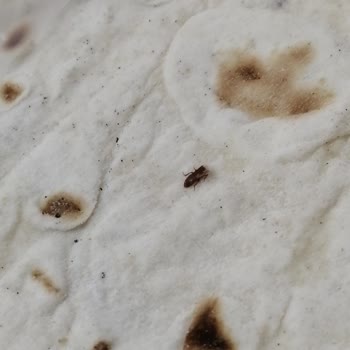 BİM Marketten Alınan Yufkalarda (sebit) Böcek Çıktı
