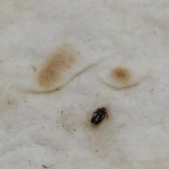 BİM Marketten Alınan Yufkalarda (sebit) Böcek Çıktı