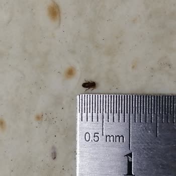 BİM Marketten Alınan Yufkalarda (sebit) Böcek Çıktı