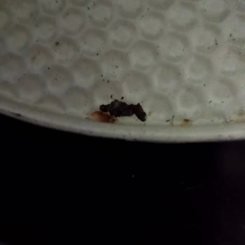 Schafer Kek Kalıpları Paslanıyor