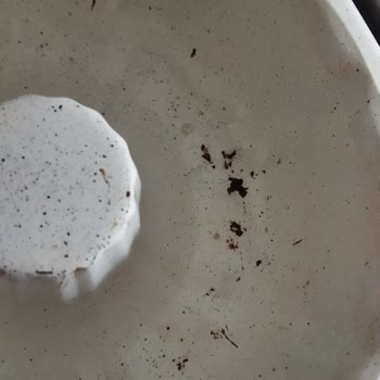 Schafer Kek Kalıpları Paslanıyor