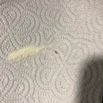 Aptamil Bebek Maması