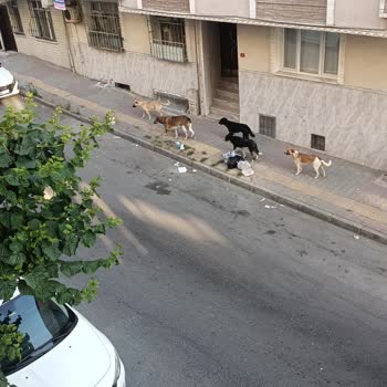 Gaziosmanpaşa Belediyesi Sokak Hayvanlarının Toplanıp Barınaklara Götürülmesi