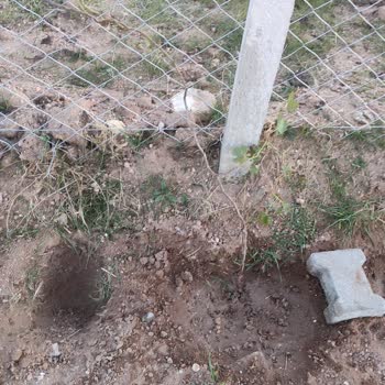 Özyurt Fidancılık Ö***** Fidancılık Ürünleri Kuru Ya Da Hiç Göndermiyor