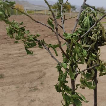 Özyurt Fidancılık Ö***** Fidancılık Ürünleri Kuru Ya Da Hiç Göndermiyor