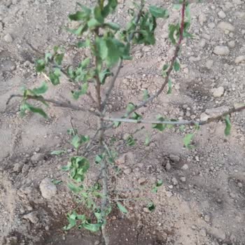 Özyurt Fidancılık Ö***** Fidancılık Ürünleri Kuru Ya Da Hiç Göndermiyor