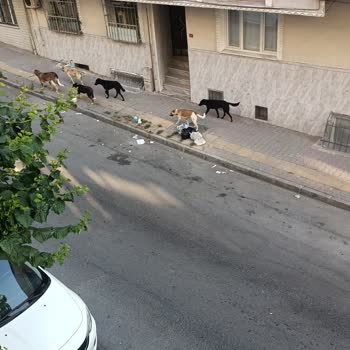 İBB - İstanbul Büyükşehir Belediyesi Sokak Hayvanlarının Toplanıp Barınaklara Götürülmesi