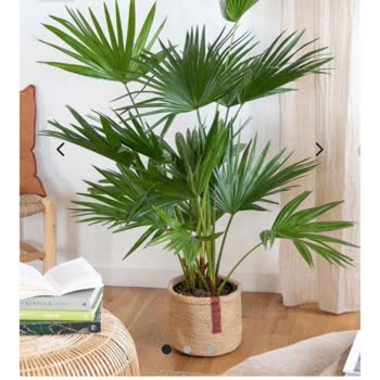 Cool Concept Flower Görsellerle Alakası Olmayan Ürün Bitki Gönderildi!
