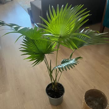 Cool Concept Flower Görsellerle Alakası Olmayan Ürün Bitki Gönderildi!