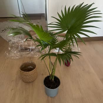 Cool Concept Flower Görsellerle Alakası Olmayan Ürün Bitki Gönderildi!