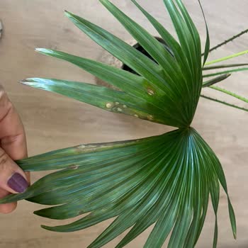 Cool Concept Flower Görsellerle Alakası Olmayan Ürün Bitki Gönderildi!