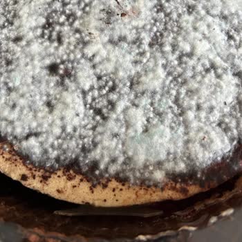 BİM Marketlerinden Aldığım Tiramisu Küflü Çıktı