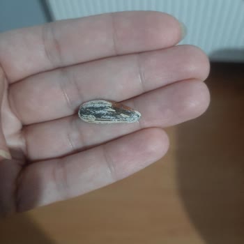 Çerezim Kuruyemiş Çekirdeğin İçinden Hem Cam Çekirdeğin Üzerinde Kan Lekesi Çıktı