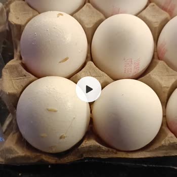 Anadolu Çiftliği Yumurtadan Kurt Çıktı!