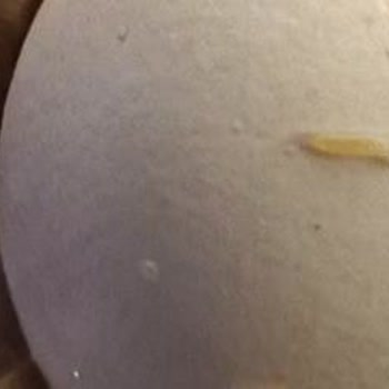 Anadolu Çiftliği Yumurtadan Kurt Çıktı!