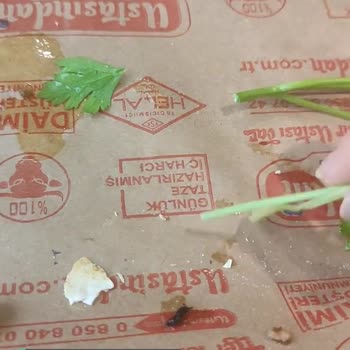 Ustasından Lahmacun Pide Yemekten Salyangoz Çıkması