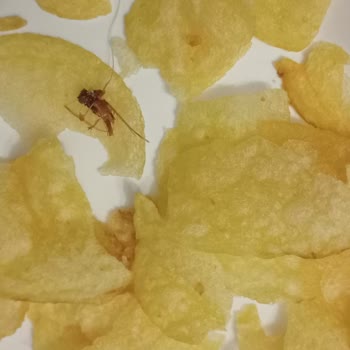 Lays Cips Paketinden Böcek Çıktı