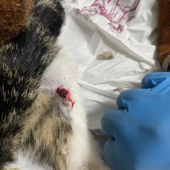 Atatürk Üniversitesi Veteriner Fakültesi Hayvan Hastanesi Şikayet Var! Lütfen Gereğini Arz Ederim