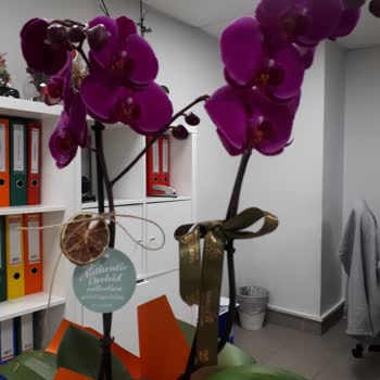 Taze Çiçek (tazecicek.com) Yanlış Çiçek Gönderimi, Bildirmeme Rağmen Bir Şey Yapılmaması