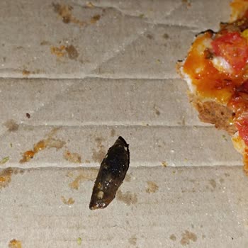 PizzaLazza Pizzanın İçinden Zeytin Çekirdeği Çıktı