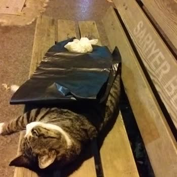 Sarıyer Belediyesi'nin Gece Çalışan Sokak Hayvanları Ambulansı Yok