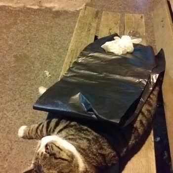 Sarıyer Belediyesi'nin Gece Çalışan Sokak Hayvanları Ambulansı Yok